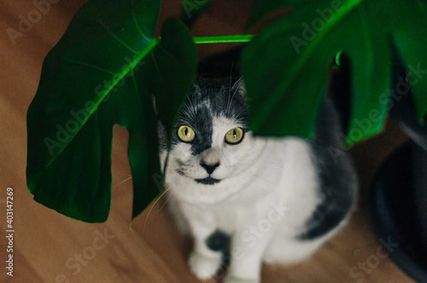 Obraz cat with plant