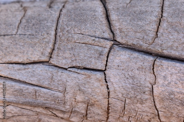 Fototapeta Wood texture