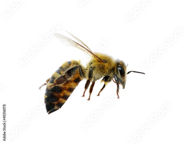 Fototapeta bee