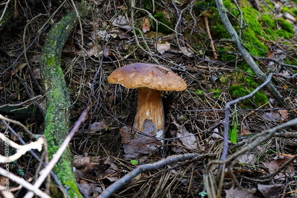 Fototapeta White mushroom grows in the forest.