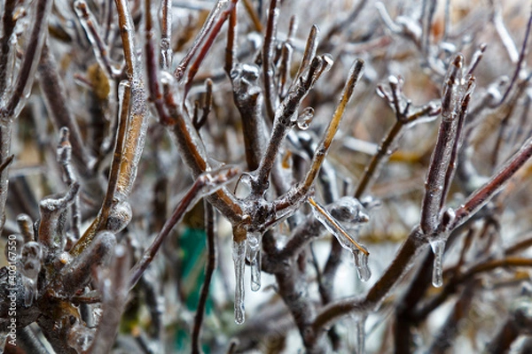 Obraz Icing. Branches of trees in ice.