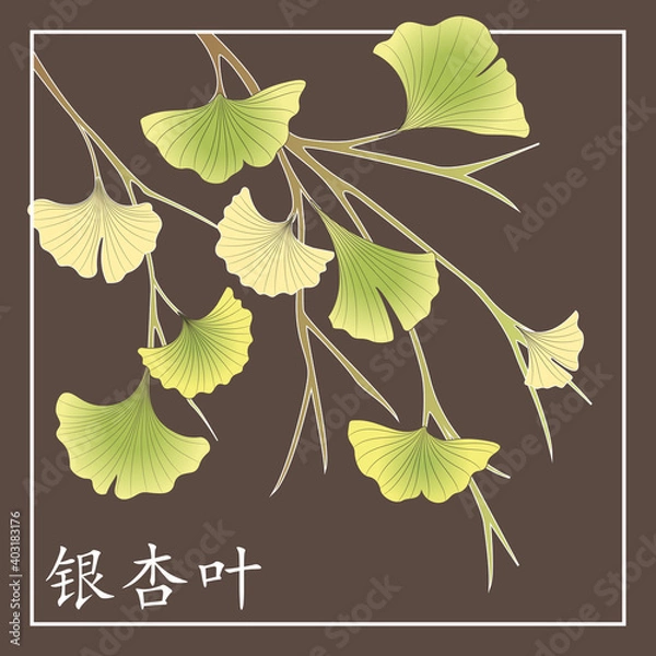 Obraz Ginkgo Leaves