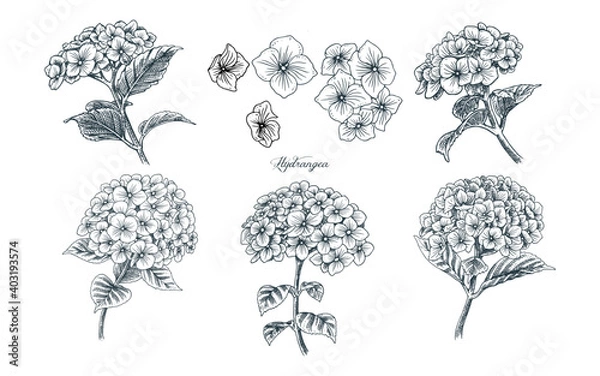 Obraz Hydrangea Flower illustration Hand drawn Assets