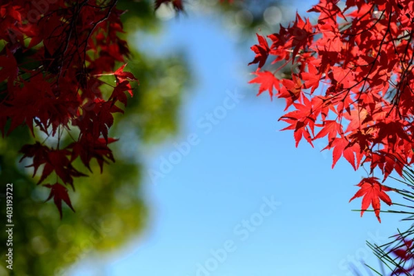 Obraz 紅葉の紅葉