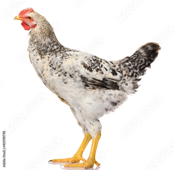 Obraz one gray rooster isolated on white background, studio shoot