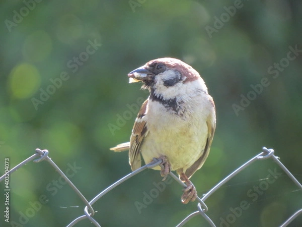 Obraz bird on a branch
