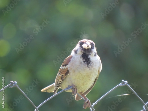 Obraz sparrow on a branch