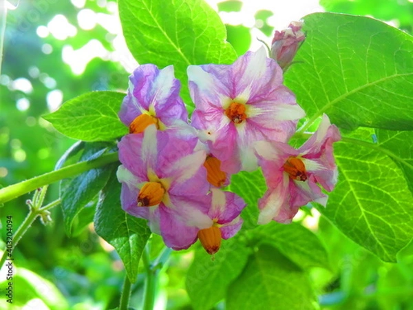 Obraz potato blooming