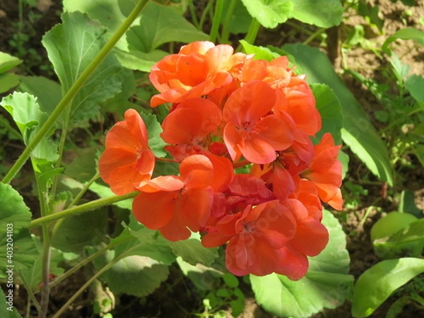 Obraz red and yellow flowers