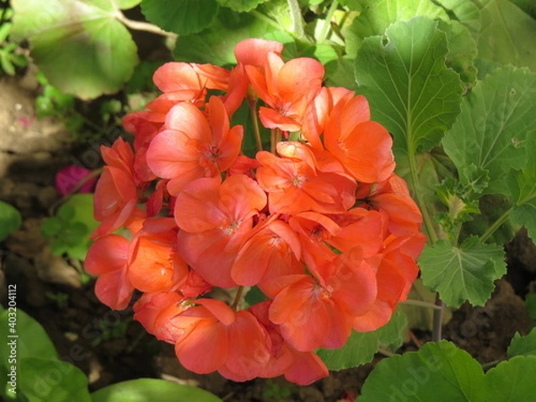 Obraz red and yellow flower