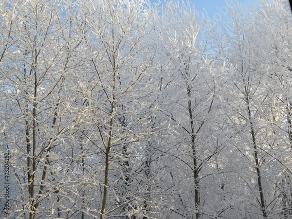 Obraz snow covered trees