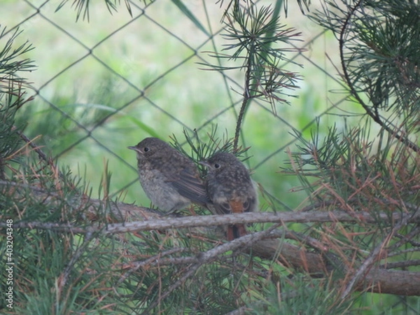 Obraz bird in the grass