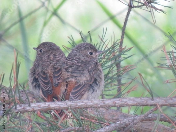 Obraz bird on a branch