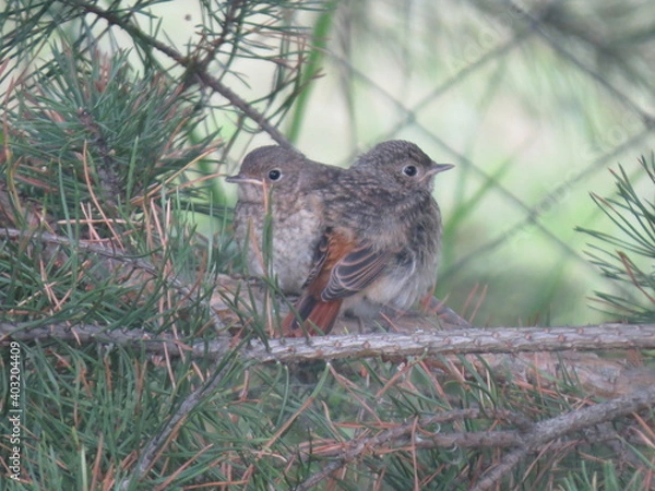 Obraz chick in the woods