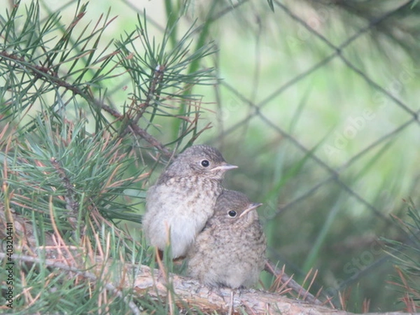 Obraz bird on a tree