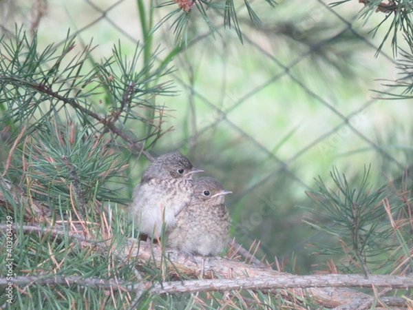 Obraz squirrel on a tree