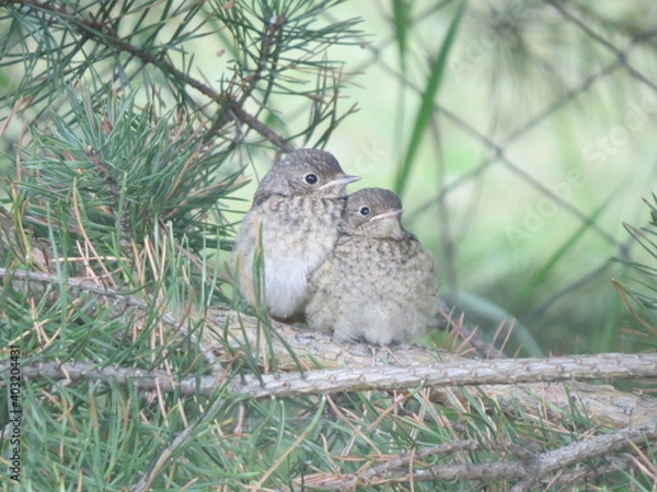 Obraz chick in the woods