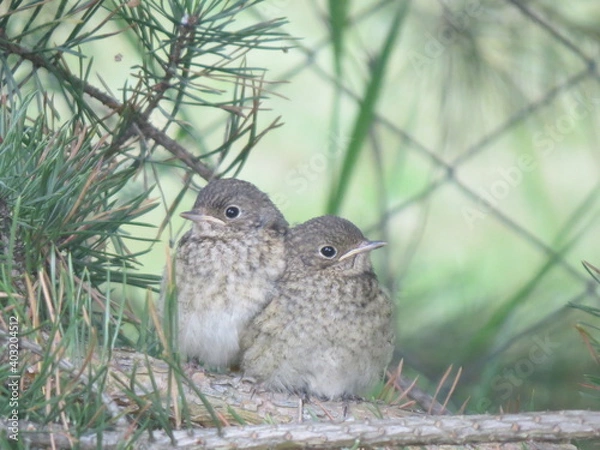 Obraz chick in the woods