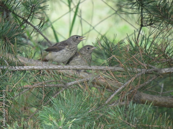 Obraz bird on a tree