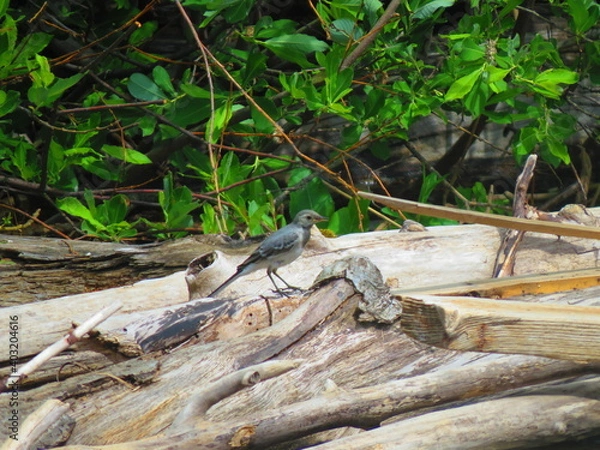 Obraz forest bird on the shore