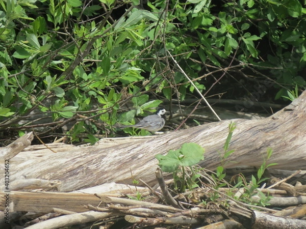 Obraz forest bird on the shore
