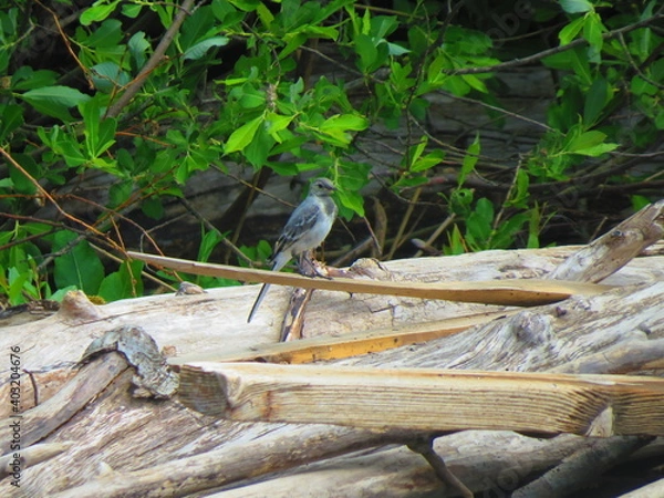 Obraz forest bird on the shore