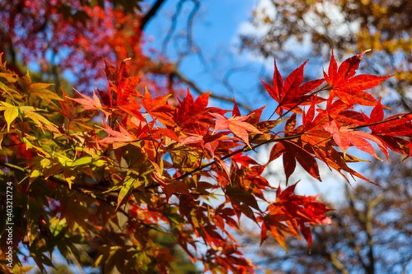 Fototapeta 秋  赤い もみじ 鮮やか グラデーション