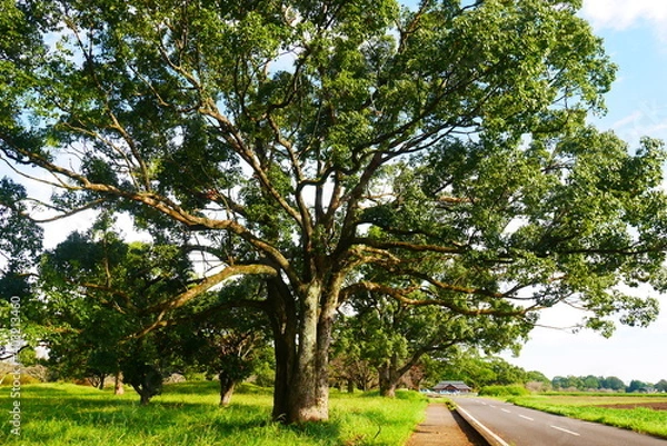 Fototapeta 大樹（big tree)