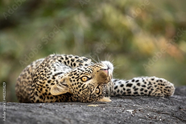 Obraz Playful leopard cub lying on a large rock in Kruger Park in South Africa