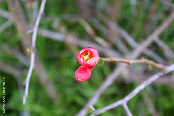 Fototapeta red poppy flower
