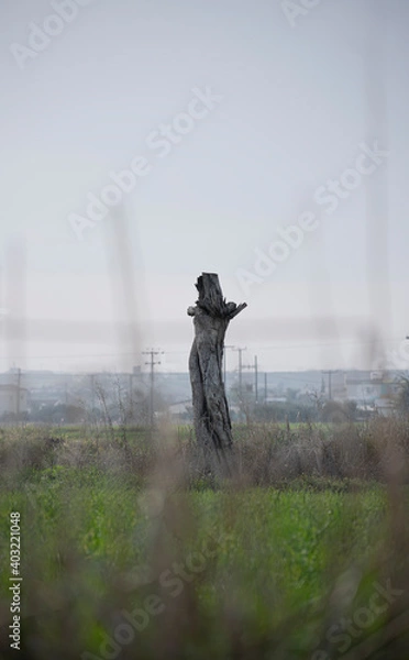 Obraz Olive tree stump