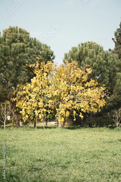 Obraz Fig tree in autumn