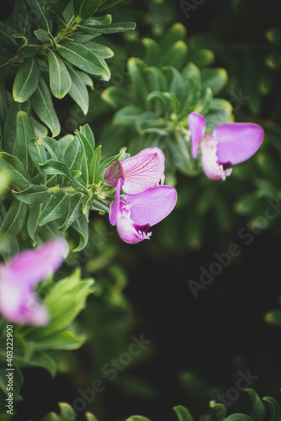 Obraz Purple flowers