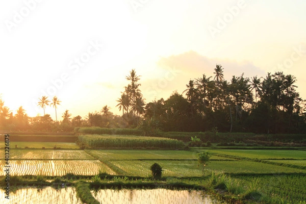 Fototapeta lush rice fields during sunset