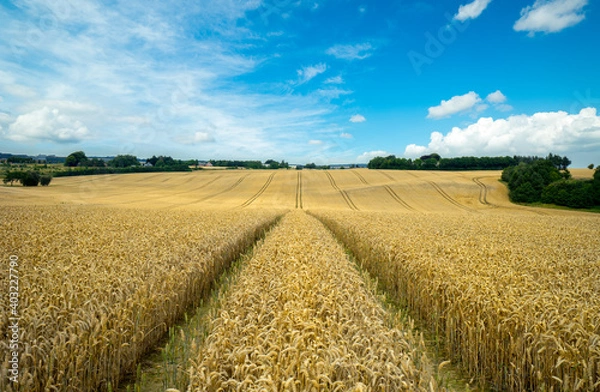 Obraz Wheat field in the summer