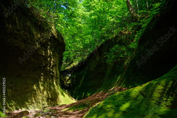 Fototapeta 苔の回廊