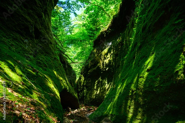 Fototapeta 苔の回廊