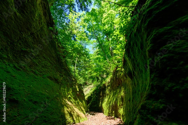 Fototapeta 苔の回廊