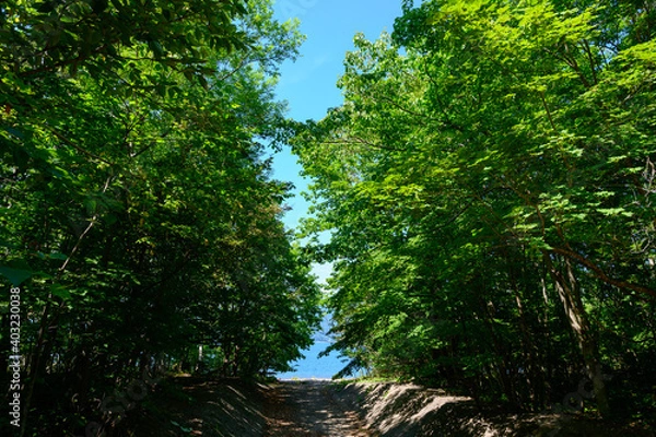 Obraz 支笏湖への道