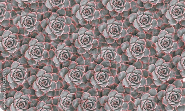 Obraz background abstract pattern made of succulent flowers