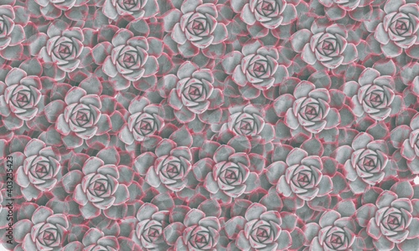 Obraz background abstract pattern made of succulent flowers