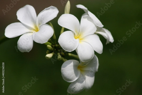 Fototapeta プルメリア