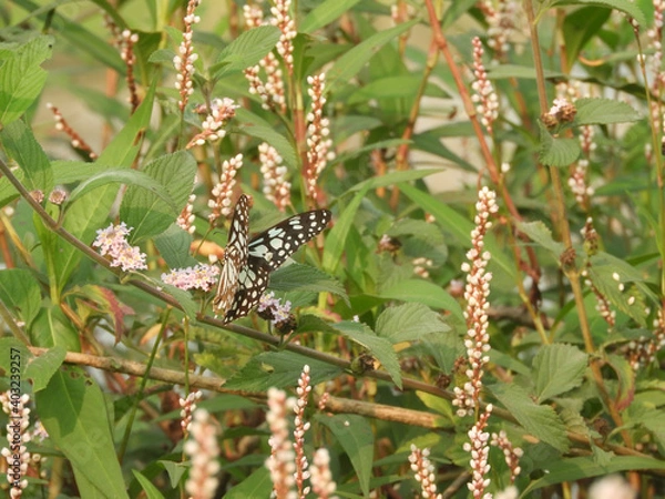 Fototapeta Beautiful butterfly on wildflower view. Macro close up view butterfly on soft green background. Elegant amazing rural artistic image.