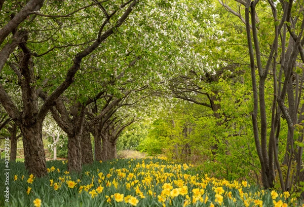 Fototapeta blooming flowers and  trees in spring
