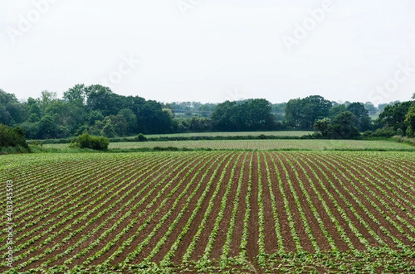Obraz Rows with brown beans seedlings
