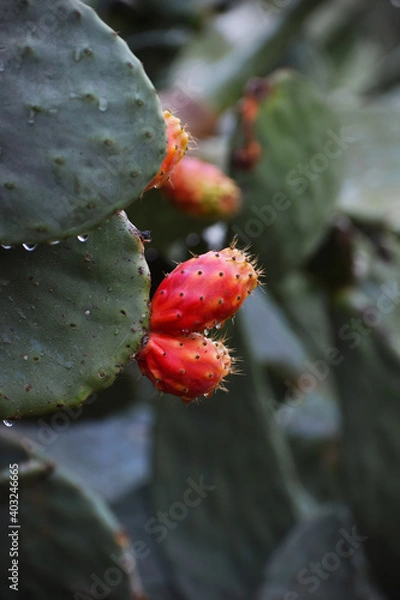 Fototapeta Prickly Pair Close up