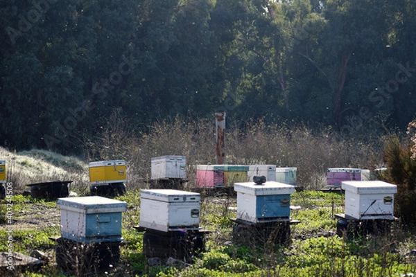 Obraz Bee Hives in Cyprus