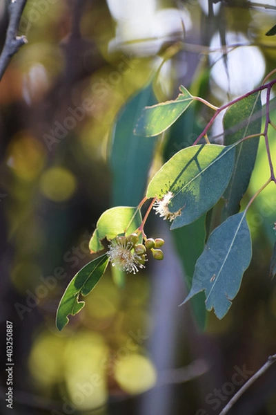 Obraz Eucalyptus Blossom