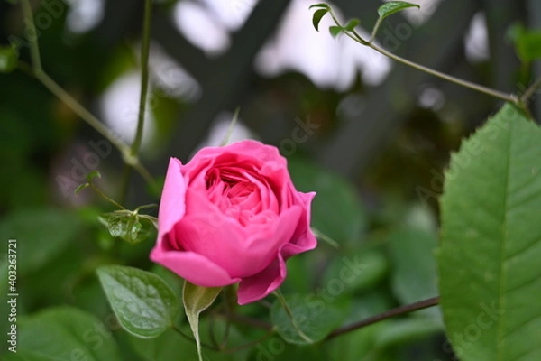 Obraz Pink Rose