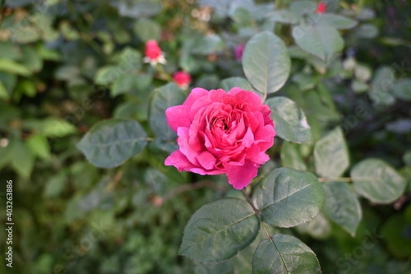 Obraz Dark Pink Rose